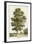 A Sweet Chestnut Tree-null-Framed Art Print