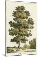 A Sweet Chestnut Tree-null-Mounted Art Print