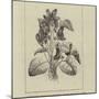 A Symbolical Bunch of Napoleonic Violets-null-Mounted Giclee Print