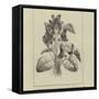 A Symbolical Bunch of Napoleonic Violets-null-Framed Stretched Canvas