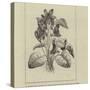 A Symbolical Bunch of Napoleonic Violets-null-Stretched Canvas