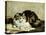 A Tabby Cat, 1920-Charles Van Den Eycken-Stretched Canvas