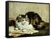 A Tabby Cat, 1920-Charles Van Den Eycken-Framed Stretched Canvas