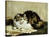 A Tabby Cat, 1920-Charles Van Den Eycken-Stretched Canvas