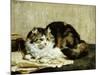 A Tabby Cat, 1920-Charles Van Den Eycken-Mounted Giclee Print