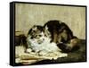 A Tabby Cat, 1920-Charles Van Den Eycken-Framed Stretched Canvas