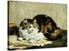 A Tabby Cat, 1920-Charles Van Den Eycken-Stretched Canvas