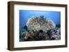 A Table Coral Grows on a Beautiful Reef Near Sulawesi, Indonesia-Stocktrek Images-Framed Photographic Print