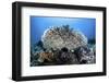 A Table Coral Grows on a Beautiful Reef Near Sulawesi, Indonesia-Stocktrek Images-Framed Photographic Print