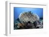 A Table Coral Grows on a Beautiful Reef Near Sulawesi, Indonesia-Stocktrek Images-Framed Photographic Print