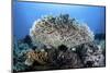A Table Coral Grows on a Beautiful Reef Near Sulawesi, Indonesia-Stocktrek Images-Mounted Photographic Print