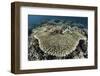 A Table Coral Is Encroached Upon by Soft Corals-Stocktrek Images-Framed Photographic Print