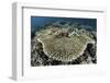 A Table Coral Is Encroached Upon by Soft Corals-Stocktrek Images-Framed Photographic Print