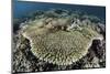 A Table Coral Is Encroached Upon by Soft Corals-Stocktrek Images-Mounted Photographic Print