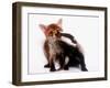 A Tale of Two Cubs, She's Always Badgering That Fox for a Kiss-null-Framed Photographic Print