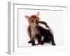 A Tale of Two Cubs, She's Always Badgering That Fox for a Kiss-null-Framed Photographic Print