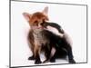 A Tale of Two Cubs, She's Always Badgering That Fox for a Kiss-null-Mounted Photographic Print