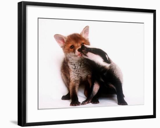 A Tale of Two Cubs, She's Always Badgering That Fox for a Kiss-null-Framed Photographic Print