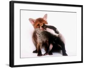 A Tale of Two Cubs, She's Always Badgering That Fox for a Kiss-null-Framed Photographic Print