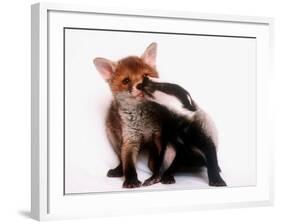 A Tale of Two Cubs, She's Always Badgering That Fox for a Kiss-null-Framed Photographic Print