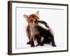 A Tale of Two Cubs, She's Always Badgering That Fox for a Kiss-null-Framed Photographic Print