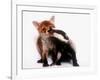 A Tale of Two Cubs, She's Always Badgering That Fox for a Kiss-null-Framed Photographic Print