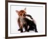 A Tale of Two Cubs, She's Always Badgering That Fox for a Kiss-null-Framed Photographic Print