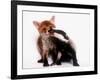 A Tale of Two Cubs, She's Always Badgering That Fox for a Kiss-null-Framed Photographic Print