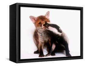 A Tale of Two Cubs, She's Always Badgering That Fox for a Kiss-null-Framed Stretched Canvas