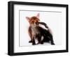 A Tale of Two Cubs, She's Always Badgering That Fox for a Kiss-null-Framed Photographic Print