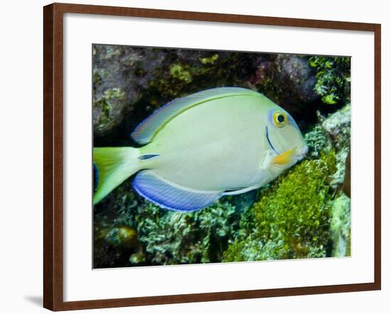 A Tang Fish Eating Plant Growth Off the Coast of Key Largo, Florida-Stocktrek Images-Framed Photographic Print