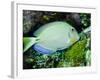 A Tang Fish Eating Plant Growth Off the Coast of Key Largo, Florida-Stocktrek Images-Framed Photographic Print