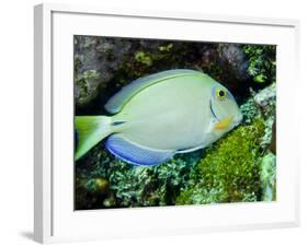 A Tang Fish Eating Plant Growth Off the Coast of Key Largo, Florida-Stocktrek Images-Framed Photographic Print