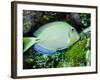 A Tang Fish Eating Plant Growth Off the Coast of Key Largo, Florida-Stocktrek Images-Framed Photographic Print