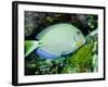 A Tang Fish Eating Plant Growth Off the Coast of Key Largo, Florida-Stocktrek Images-Framed Photographic Print