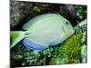 A Tang Fish Eating Plant Growth Off the Coast of Key Largo, Florida-Stocktrek Images-Mounted Photographic Print