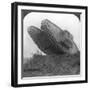 A Tank Breaking Through the Wire at Cambrai, France, World War I, C1917-C1918-null-Framed Premium Photographic Print