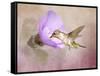 A Taste of Nectar Hummingbird-Jai Johnson-Framed Stretched Canvas