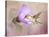 A Taste of Nectar Hummingbird-Jai Johnson-Stretched Canvas