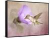 A Taste of Nectar Hummingbird-Jai Johnson-Framed Stretched Canvas