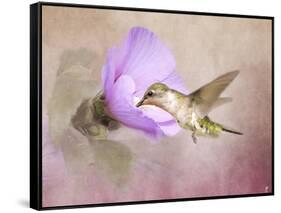 A Taste of Nectar Hummingbird-Jai Johnson-Framed Stretched Canvas