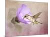 A Taste of Nectar Hummingbird-Jai Johnson-Mounted Giclee Print