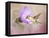 A Taste of Nectar Hummingbird-Jai Johnson-Framed Stretched Canvas