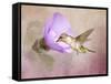 A Taste of Nectar Hummingbird-Jai Johnson-Framed Stretched Canvas