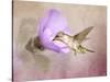 A Taste of Nectar Hummingbird-Jai Johnson-Stretched Canvas
