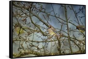 A Taste of Sunshine Cedar Wax Wings-Jai Johnson-Framed Stretched Canvas