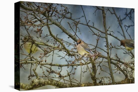 A Taste of Sunshine Cedar Wax Wings-Jai Johnson-Stretched Canvas