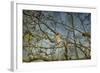 A Taste of Sunshine Cedar Wax Wings-Jai Johnson-Framed Giclee Print