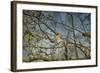 A Taste of Sunshine Cedar Wax Wings-Jai Johnson-Framed Giclee Print