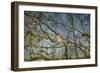 A Taste of Sunshine Cedar Wax Wings-Jai Johnson-Framed Giclee Print